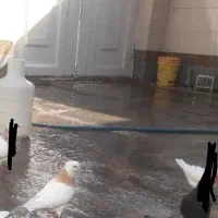 دوتا طوق زرد ماده و ی جوجه تهرانی ابلغ