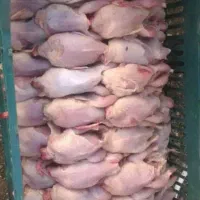 تخم نطفه دار بلدرچین و گوشت و جوجه بلدرچین|حیوانات مزرعه|مشهد, جانباز|دیوار