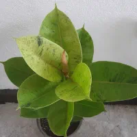 کاه لوبیا چیتی سبز