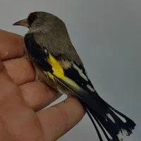 سهره زاغ|پرنده|شیراز, اصلاح‌نژاد|دیوار