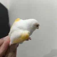 ماده آماده|لوازم جانبی حیوانات|قائن, |دیوار