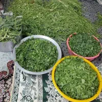 نیروی خانم برای پاک کردن سبزی وشستن