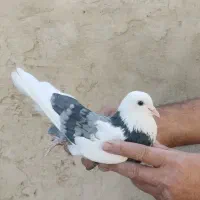 کبوتر پرشی|پرنده|ری, سیزده آبان|دیوار