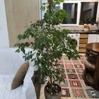 گل بنجامین|گل و گیاه طبیعی|تهران, طیب|دیوار