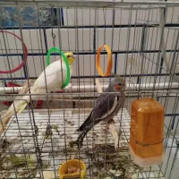 فروش ویژه عروس هلندی