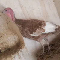 بوقلمون ماده