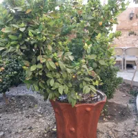 درختچه یاس هلندی|گل و گیاه طبیعی|شاهین‌شهر, مخابرات (شهید بهشتی)|دیوار