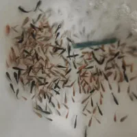 ماهی مولی درشت|ماهی|قم, شهرک سازمان آب|دیوار