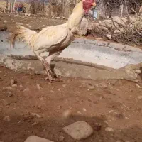 خروس لاری سفید