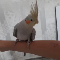 عروس هلندی معاوضه با مرغ مینا