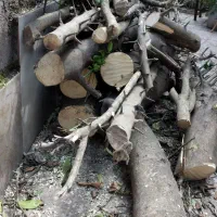 چوب پرتقال