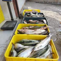 ماهی میمه صید روز 450 ماهی منجمد تازه پاک شده 350