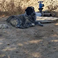 سگگلهقدرجونی