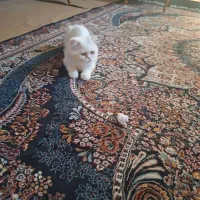 گربه سفید پرشین