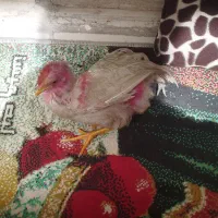 جوجه رنگی