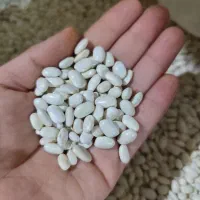 فروش لوبیای سفید