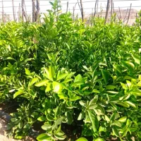 نهالستان رحمان نوری|خدمات باغبانی و درختکاری|خفر, |دیوار