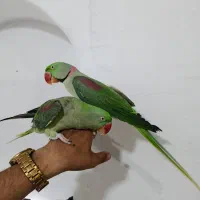 ملنگو راهب لوری کاسکو شاه کاکادو عروس خورشیدی|پرنده|شیراز, لب آب|دیوار