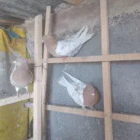 سه تا کله زرد