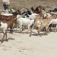 بز آبستن و کهره دار مال داشتی