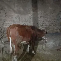 گوساله نرو ماده|حیوانات مزرعه|دهگلان, |دیوار