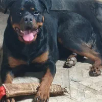 سگ روتوایلر نر 11ماهه