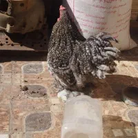 مرغ و خروس کوشین با جوجه فروشی|حیوانات مزرعه|بیرجند, |دیوار