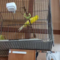 قناری سوپر|پرنده|اقبالیه, |دیوار