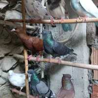 کبوتر استثنایی