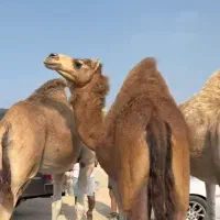 قشم 6روزه خدمات درجه یک و قیمت ب صرفه 13 دی ماه|تور و چارتر|مشهد, آزادشهر|دیوار