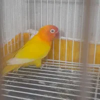 طوطی گرینچیک