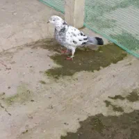 کبوتر سوسکی ماده معاوضه