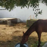 فروشی|اسب و تجهیزات اسبسواری|بندرعباس, |دیوار