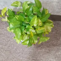 گل پرورش خونگی