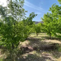 زمین-ساردو