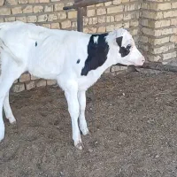 ماده گوساله ماده تلیسه گاو