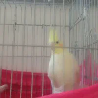 یک جفت عروس هلندی|پرنده|بومهن, |دیوار