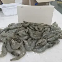 میگو پرورشی منجمد