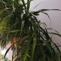 باغبانی و گل کاری