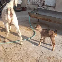 بز وبزغاله|حیوانات مزرعه|زرنه, |دیوار