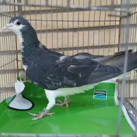 کبوتر بدرنگ|پرنده|اصفهان, شهرک کاوه|دیوار