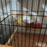 فنچ|پرنده|تبریز, |دیوار