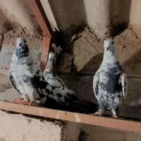 کفتر تهرانی