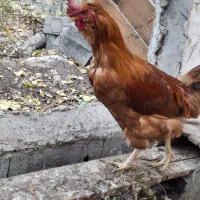 خروس|حیوانات مزرعه|اصفهان, ارداجی|دیوار