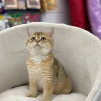 بریتیش گلد NY12