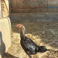 مرغ وخروس لاری|حیوانات مزرعه|گلبهار, شهر جدید گلبهار|دیوار