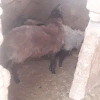 قوچ دوساله کاردرست