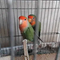 طوطی کوتوله برزیلی