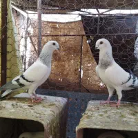 کفتر سبز|پرنده|اردکان, |دیوار