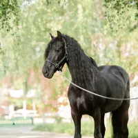 آموزش سوار کاری از مبتدی قیمت خیلی منصفانه